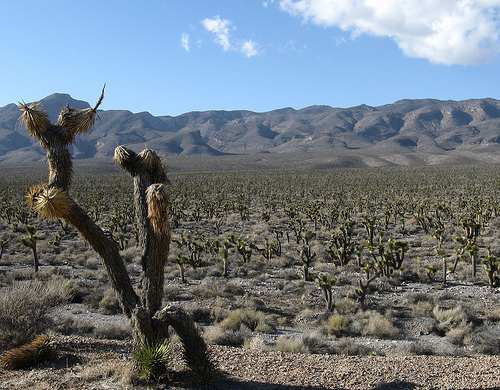 paesaggio desertico