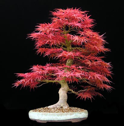 bonsai acero rosso