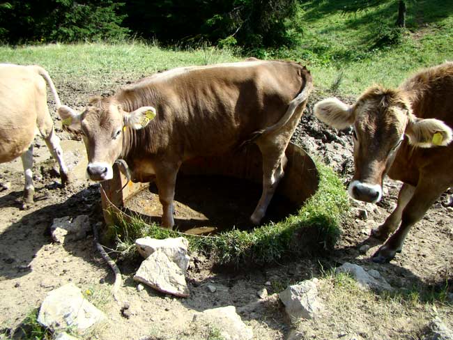 domenica 08 luglio 2012 - abbeveratorio del Ciadin a Col Vidal: c'è mica un po' d'acqua?