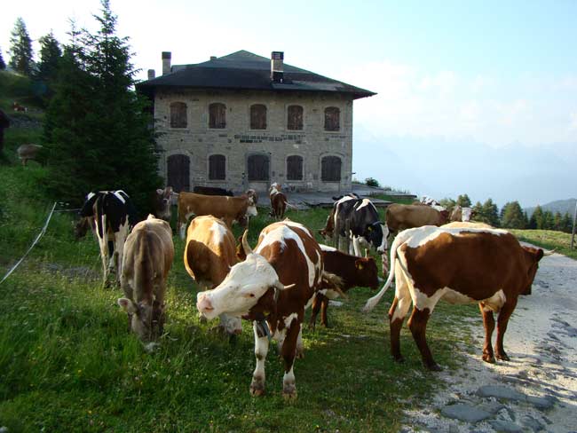 zoccolone di montagna presso la Caserma di Soracrepa 001