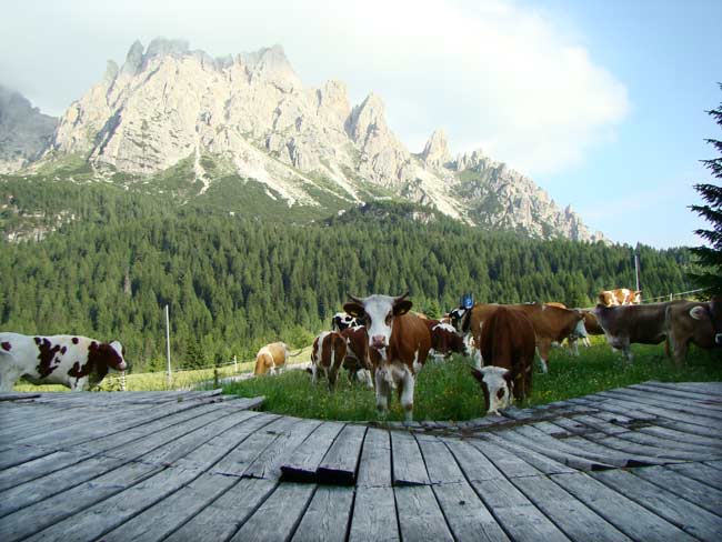 zoccolone di montagna presso la Caserma di Soracrepa 002