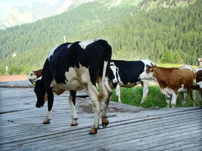 zoccolone di montagna presso la Caserma di Soracrepa 003