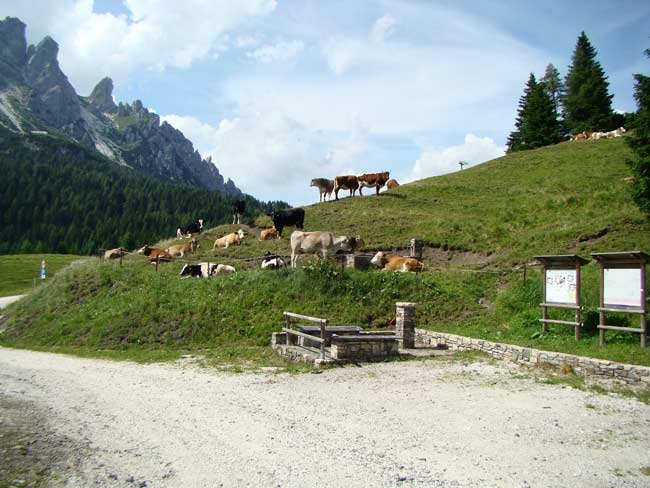 zoccolone di montagna presso la Caserma di Soracrepa 004