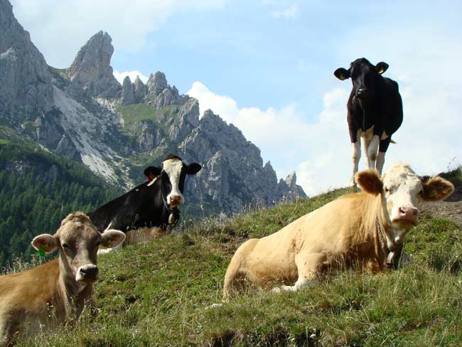 zoccolone di montagna presso la Caserma di Soracrepa 005