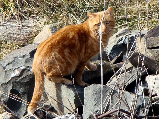 gatto presso la caserma di Soracrepa a Pian dei Buoi -002