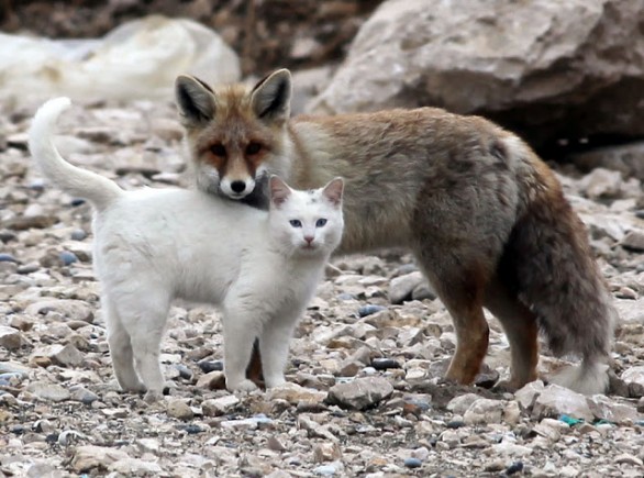 il gatto e la volpe ...