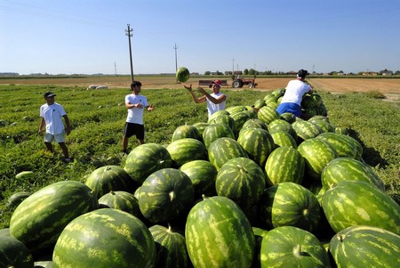 Agricoltura-cocomeri