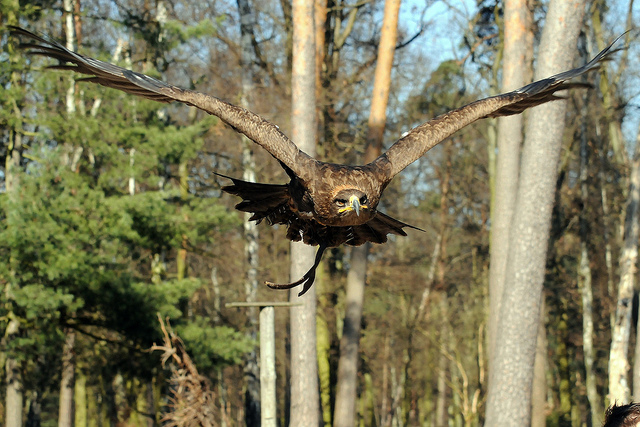 Aquila in volo (Joachim S. Muller - http://www.flickr.com/photos/joachim_s_mueller/)