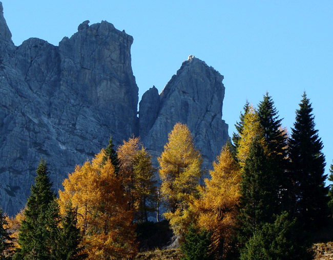 il fuoco dei larici dorati sullo sfondo delle torri Pian dei Buoi e Artù  del M. Ciarìdo