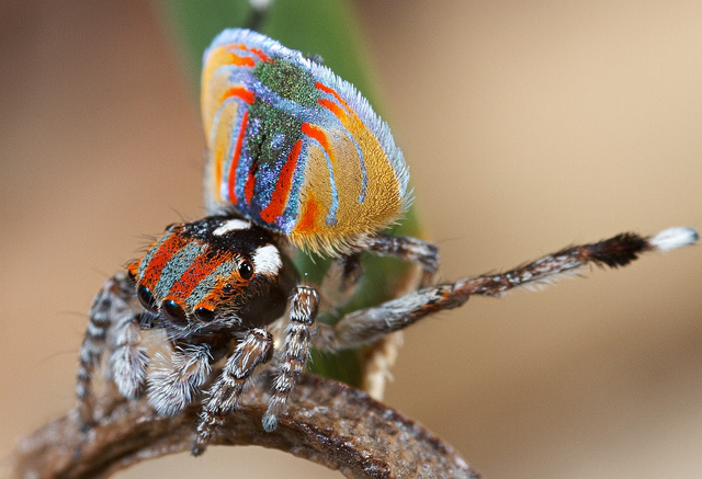 Maratus volans (Ragno pavone australiano) by Jurgen Otto