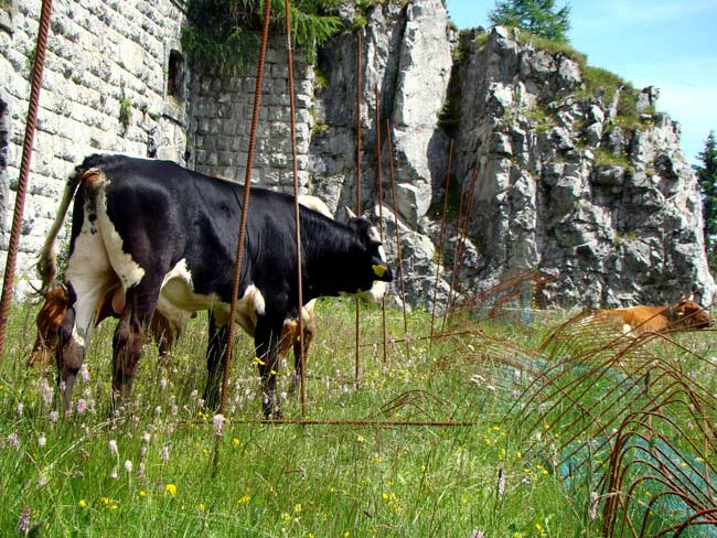 perimetrazione anti intrusione Forte Col Vidal: Forte Alto (01) - 05-luglio-2016