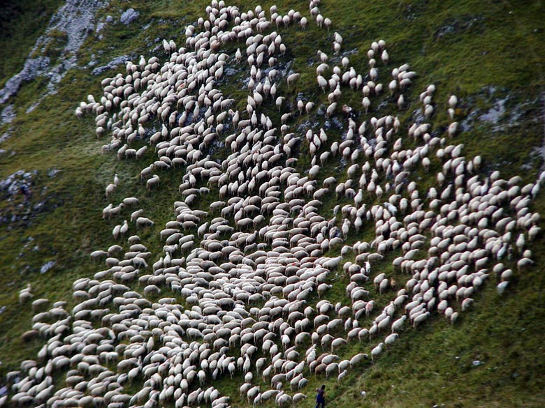 pecore al pascolo presso Passo Giau