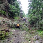 Traino delle piante lungo la mulattiera/stradina
