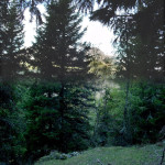 Ancora una "panoramica", questa volta verticale, con un difetto tonale ma ben rappresentativa del muro di alberi davanti alla postazione