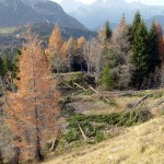 Si è operato il taglio di sfoltimento per liberare la strada che collega il Forte Alto e la Trincea "de le Pionbade"