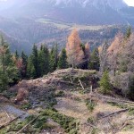 L'allestimento delle piante sfoltite continua...