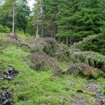 Finiti i lavori alla mulattiera e alla postazione della mitragliatrice si mette mano alla riservetta a U (qui coperta dalla vegetazione tagliata) che affianca la stradina