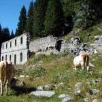 La parte centrale ha ceduto e favorito l'insediarsi della vegetazione tra le macerie