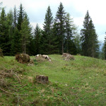 La piazzola "de l Canon": il ripristino sarebbe compiuto del tutto abbattendo la cortina di alberi che, ancora, si frappongono alla vista dell'altopiano