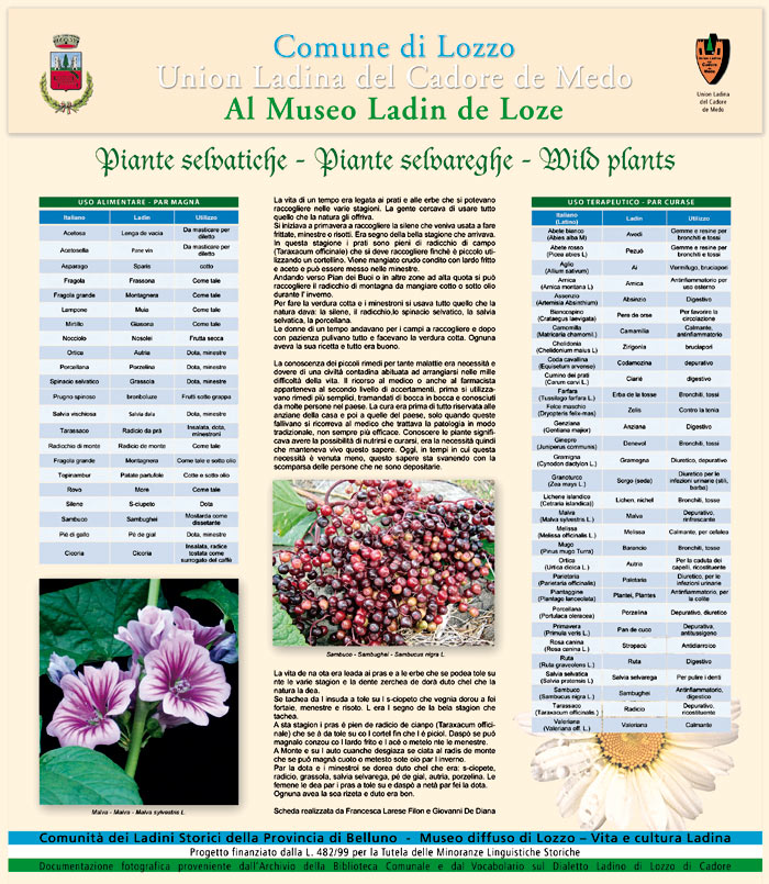 pannello sull'utilizzo delle piante selvatiche nella tradizione
