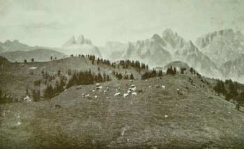 L'ameno pascolo di Pian dei Buoi. Nello sfondo i Cadini di<br />
Misurina, el Tre Cime, il Paterno, M. Cengia, Croda dei Toni, Popera<br />
(Foto Gerardini)