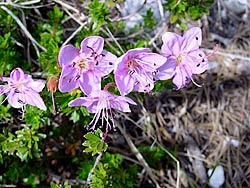 Rododendro nano sul Ciampanì di Valzalina